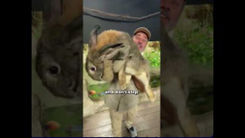 Flemish Giant Rabbits: Cuddling with the World's Biggest Bunny