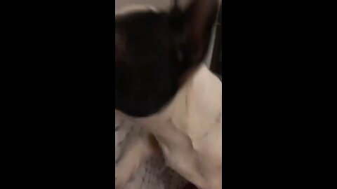 THE FRENCHIE IS ESTING THE BOOK