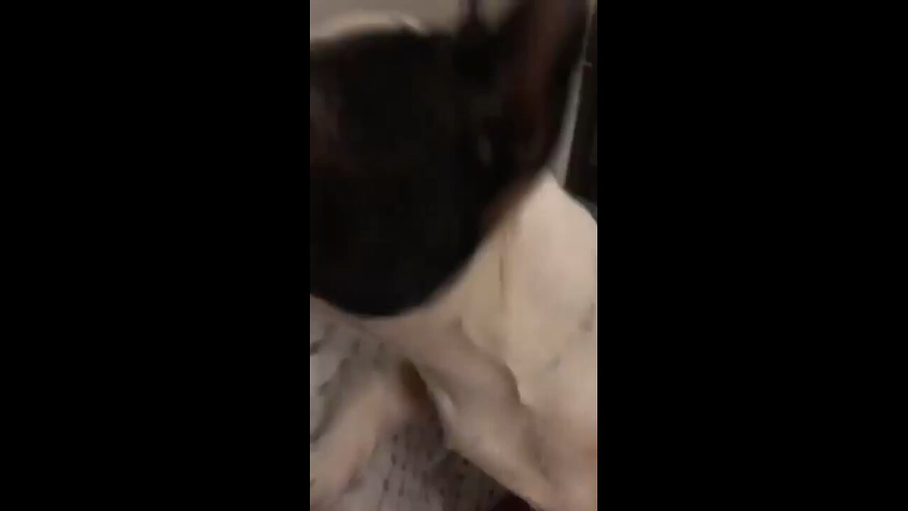 THE FRENCHIE IS ESTING THE BOOK