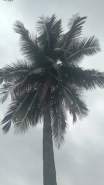 coconut tree