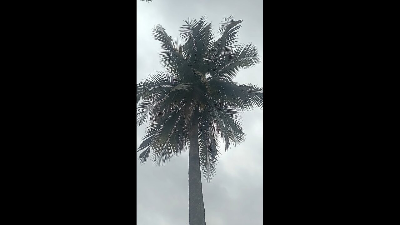 coconut tree