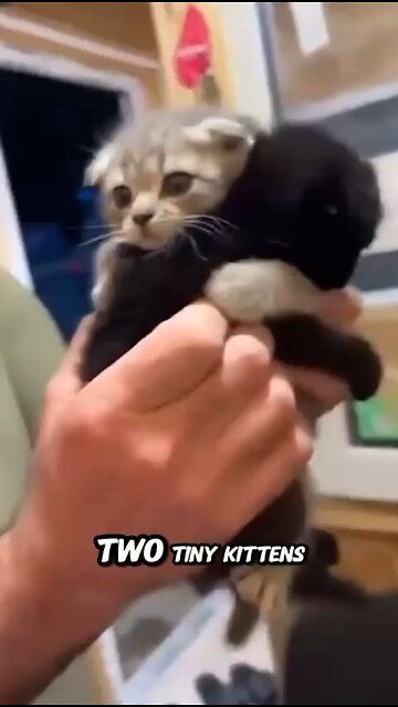 Two tiny kittens