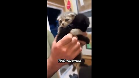 Two tiny kittens