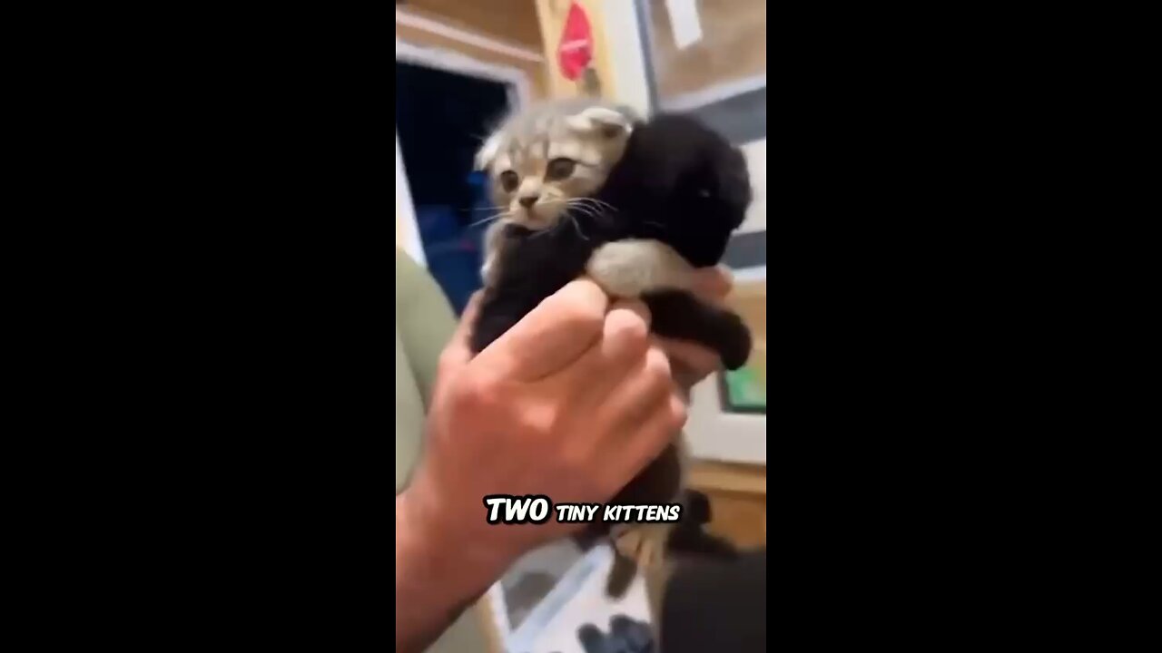 Two tiny kittens