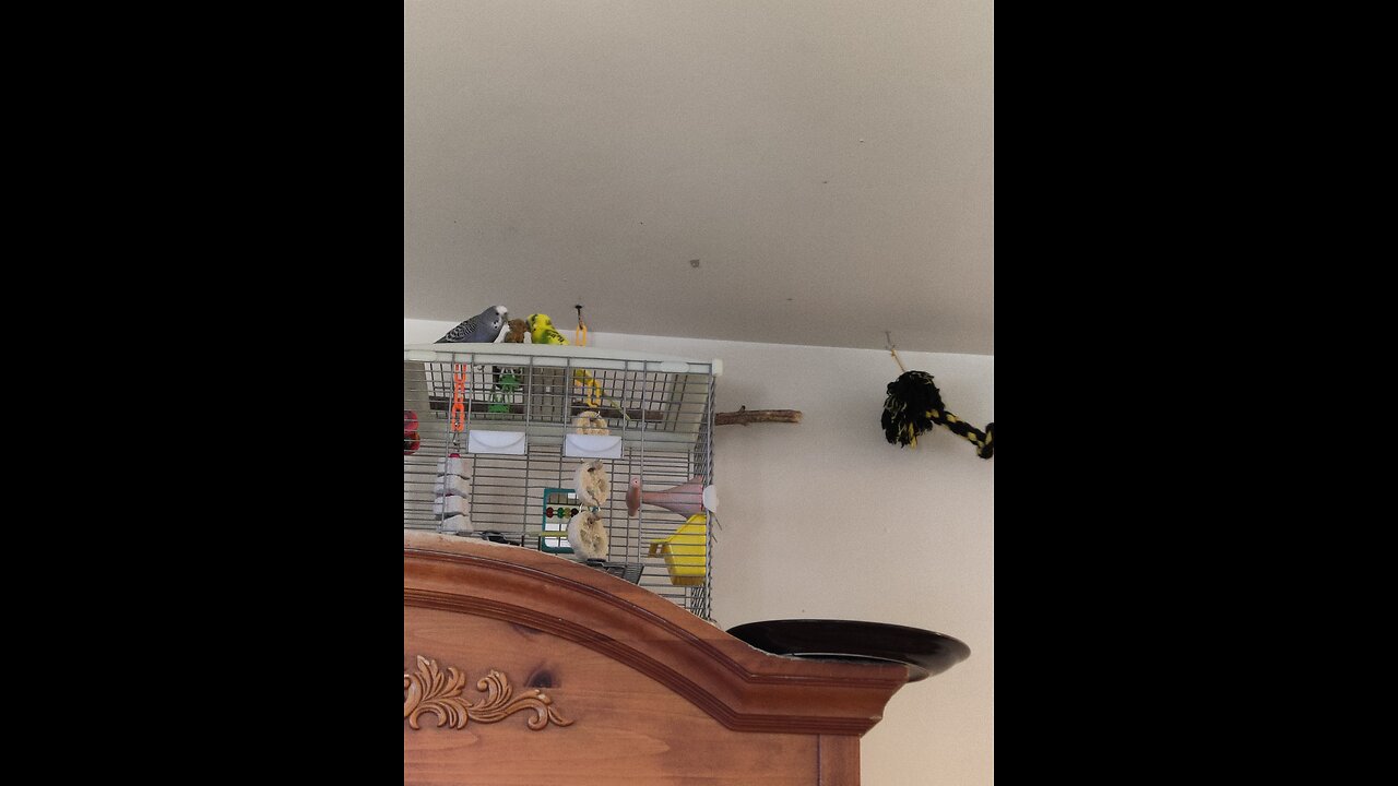 Morning Millet & Cilantro