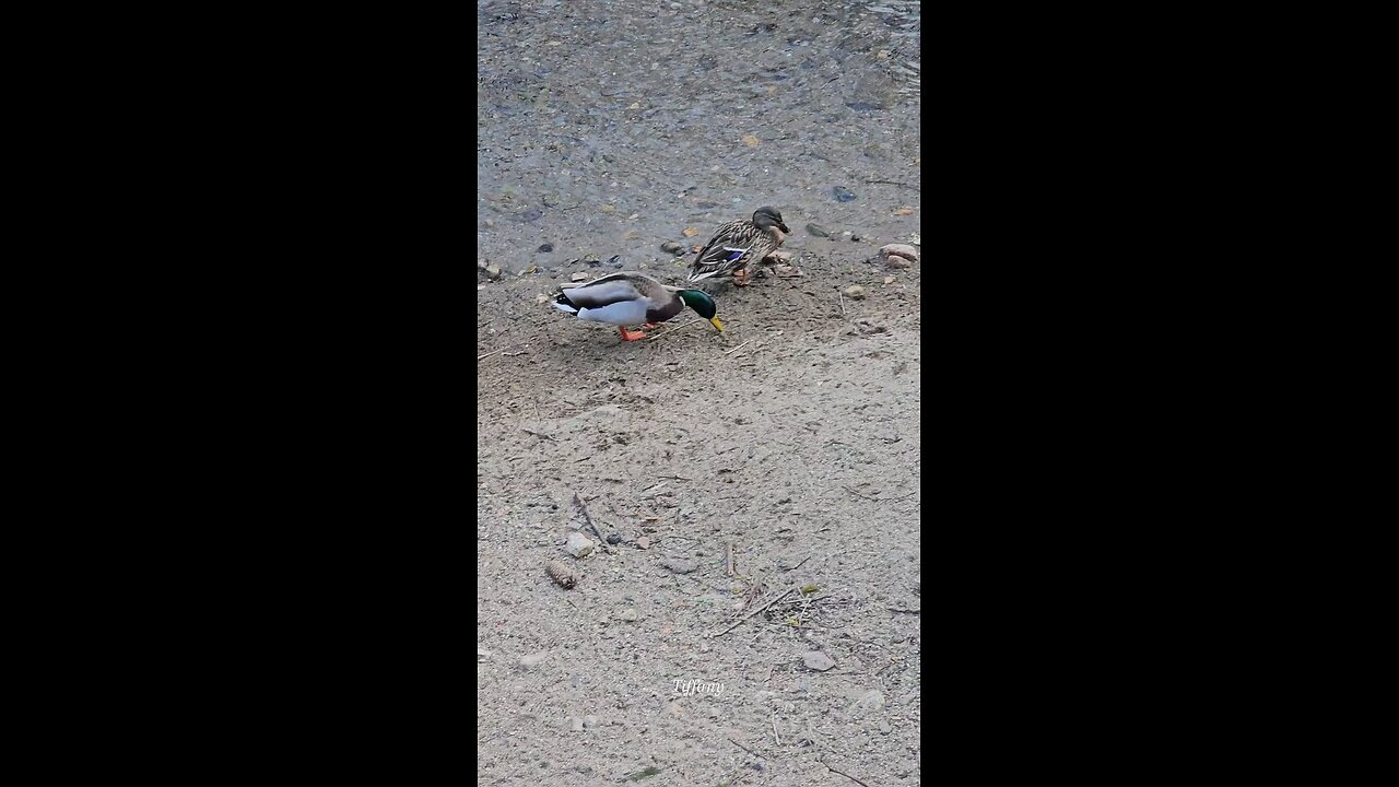Feeding ducks. OMG, they keeps fighting over food.