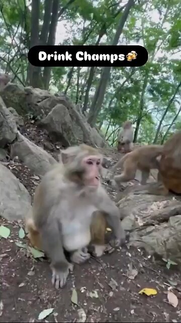 Man gives monkey multiple bottles of liquor 👀