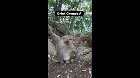 Man gives monkey multiple bottles of liquor ๐