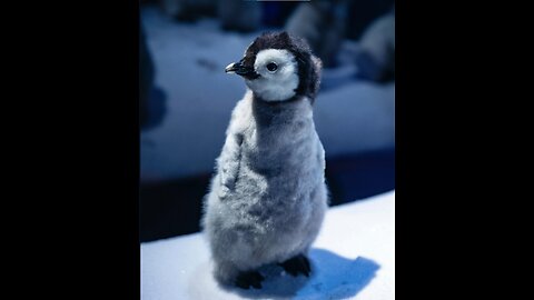 penguin 2