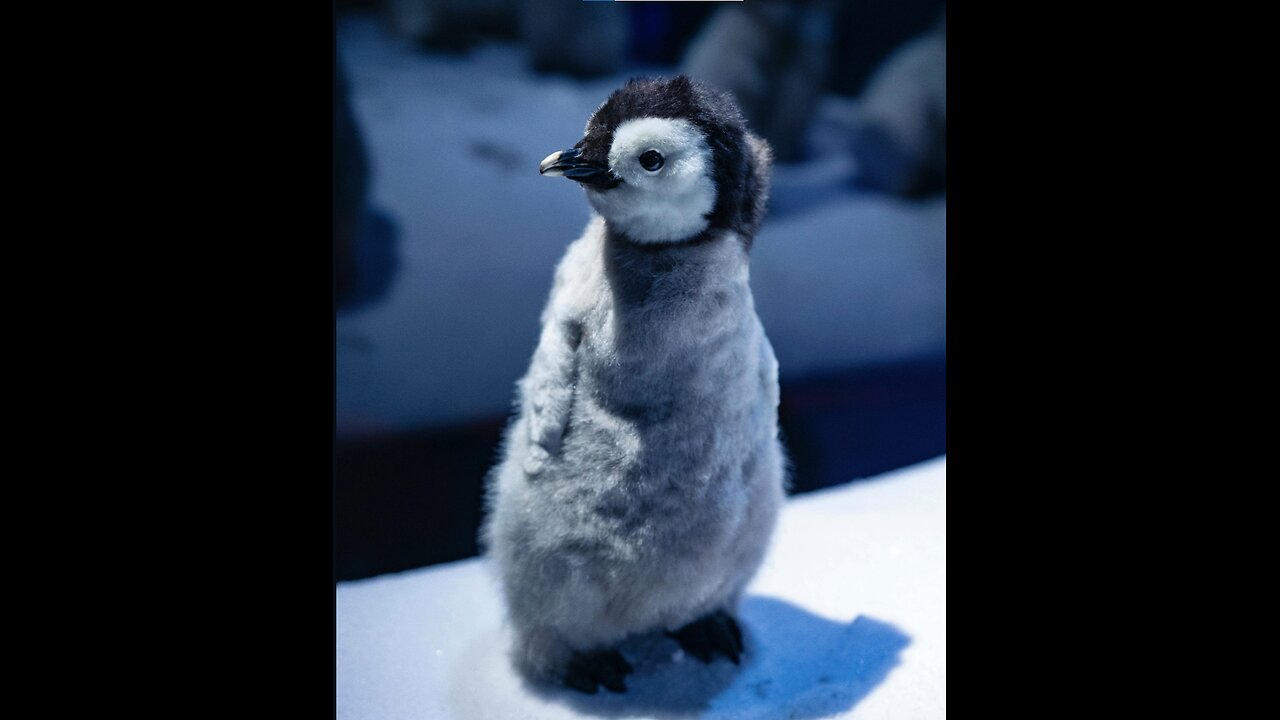 penguin 2