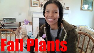 Not Taking my own Advice: #Americanmeadows orde