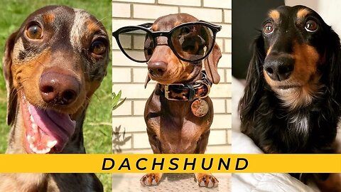 Naughty Dachshund Video Try not Laugh,Funny puppy, Miniature sausage puppies Weiner perros salchicha