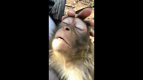 Every monkey falls asleep when done like this