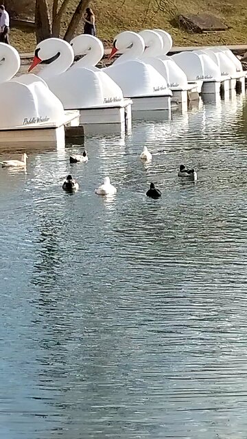 DUCKS 🦆 swimming