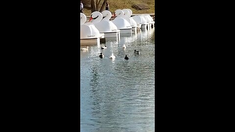 DUCKS 🦆 swimming