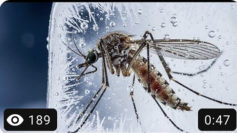 Closeup photo of a frozen mosquito macro 35mm Grok Ai