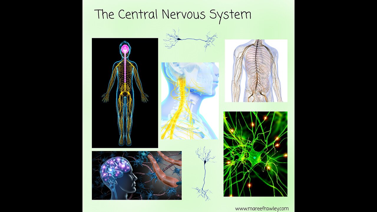 Nervous System