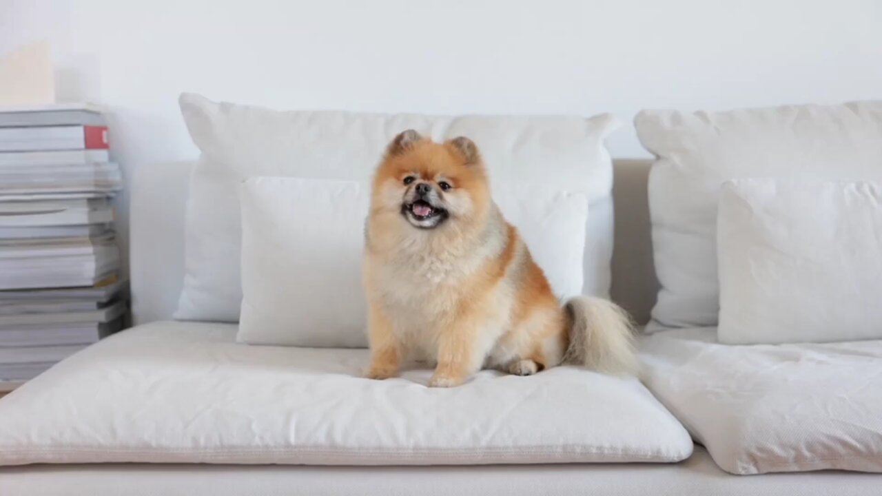 The crazy dogs