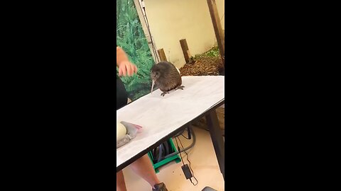 This Bird Lays a Giant Egg