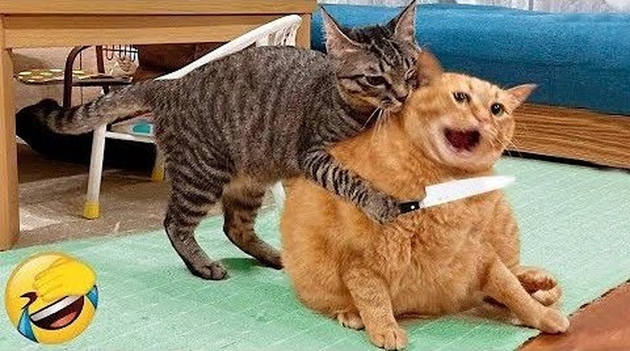 When The Most Dramatic Cat Comes Into Your Life 😹🐱✨🐈
