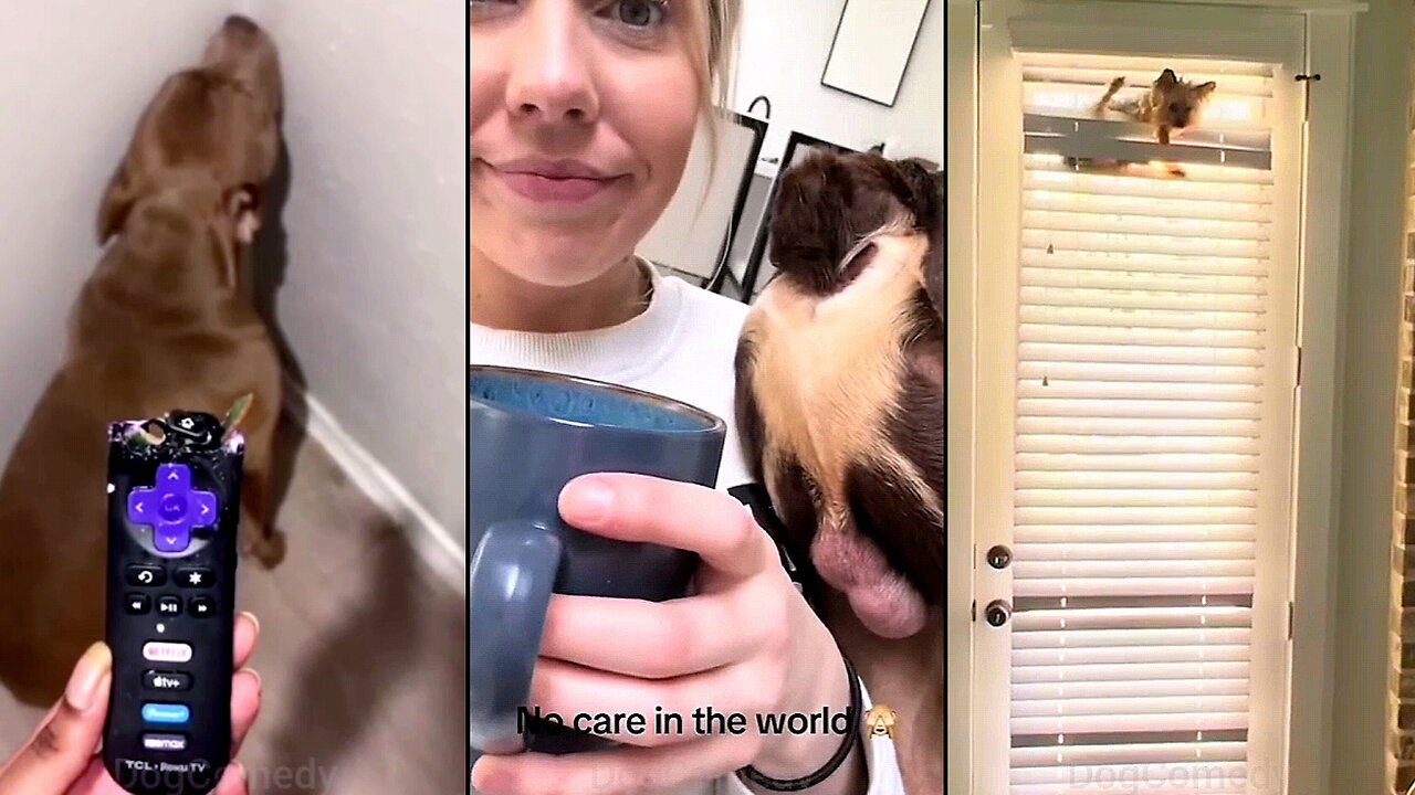 I Swear Dogs Are the Best Medicine