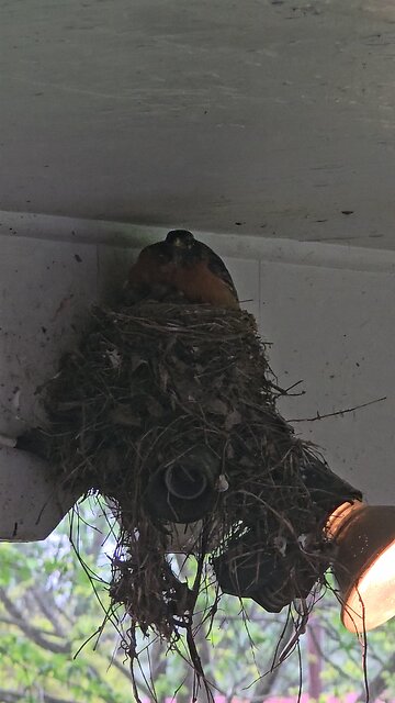 Momma Bird Watching Over Her Babies