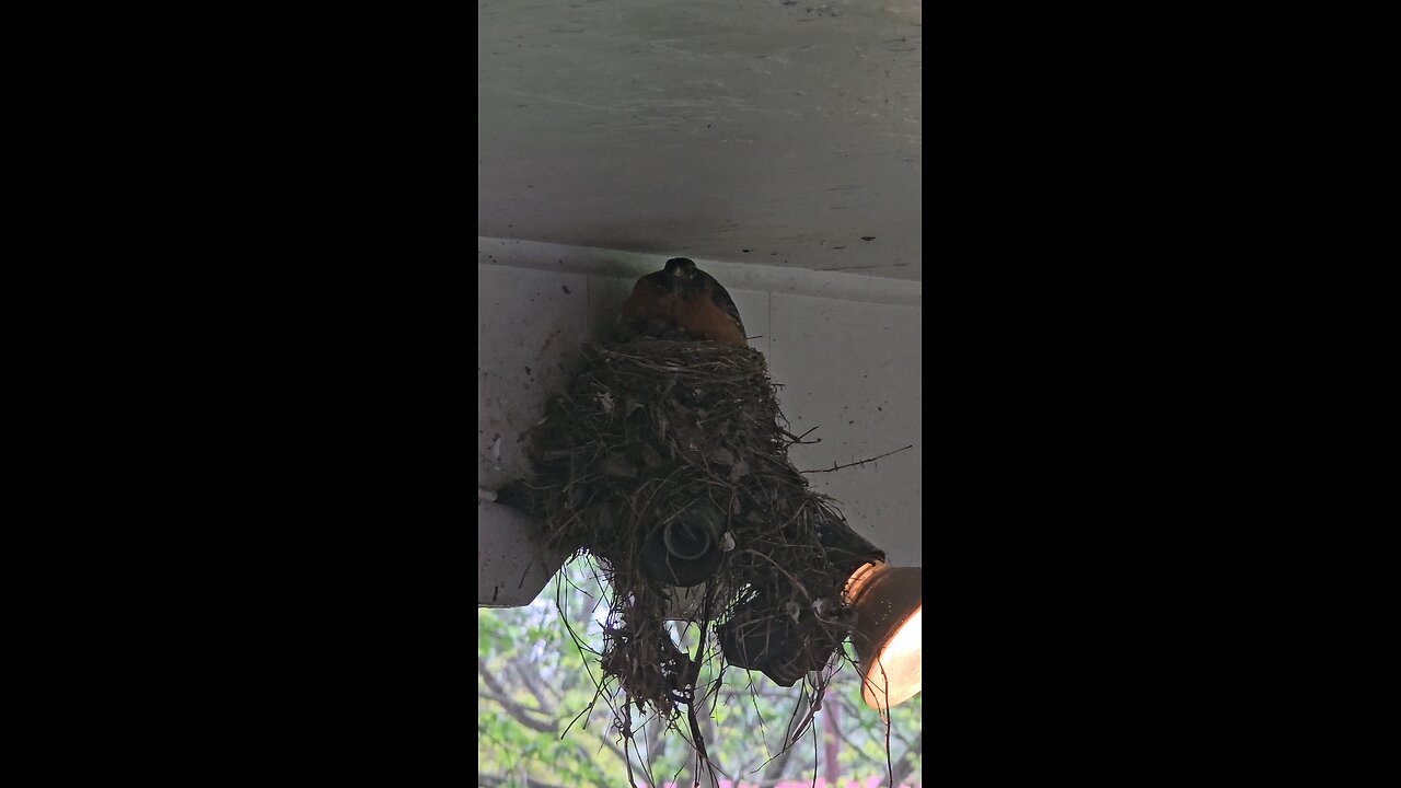 Momma Bird Watching Over Her Babies