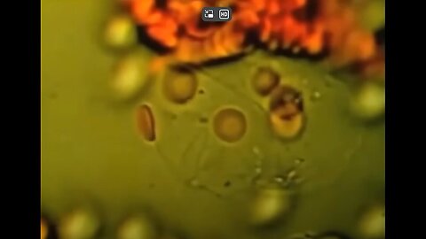 "Unveiling the Cancer Deception: Unmasking the Influence of Low Frequencies and Microparasites"