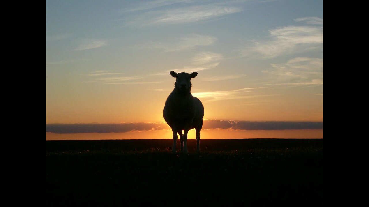 No Ordinary Sheep