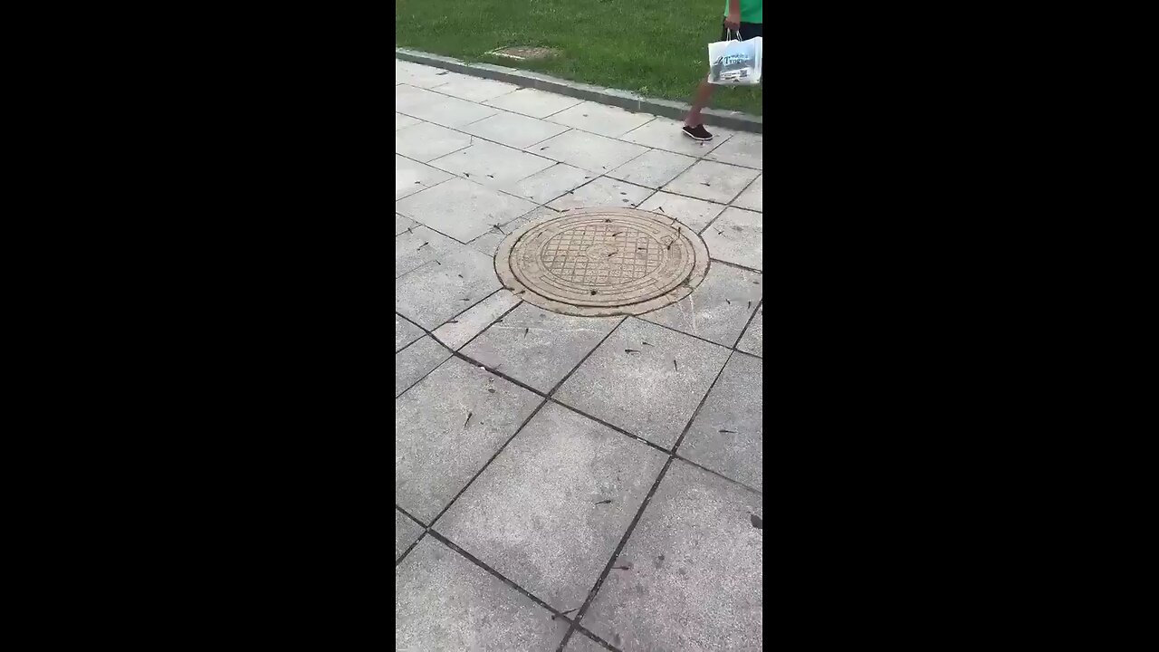 A single dragonfly can eat anywhere from 30 to literally hundreds of mosquitoes per day.