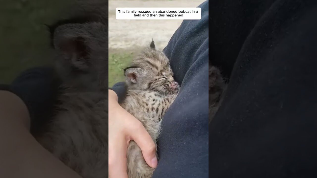 The man came to look at his precinct and he got caught up in an unusual kitten