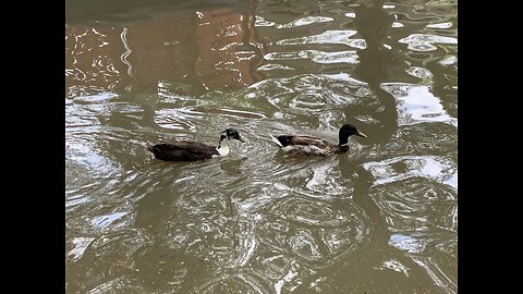 Update from San Antonio