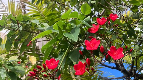 Listening and commenting…HISTORY is “his story”