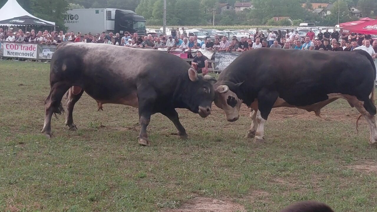 Korida Bronzani Majdan kod Ace Batara