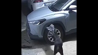 Perros destrozan el parachoques de un auto al perseguir a un gato
