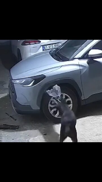 Perros destrozan el parachoques de un auto al perseguir a un gato