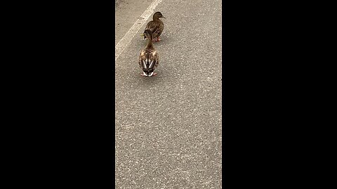 Mallard Ducks 🦆 #mallardducks #shorts #viral #trending #ducks #duck #followme