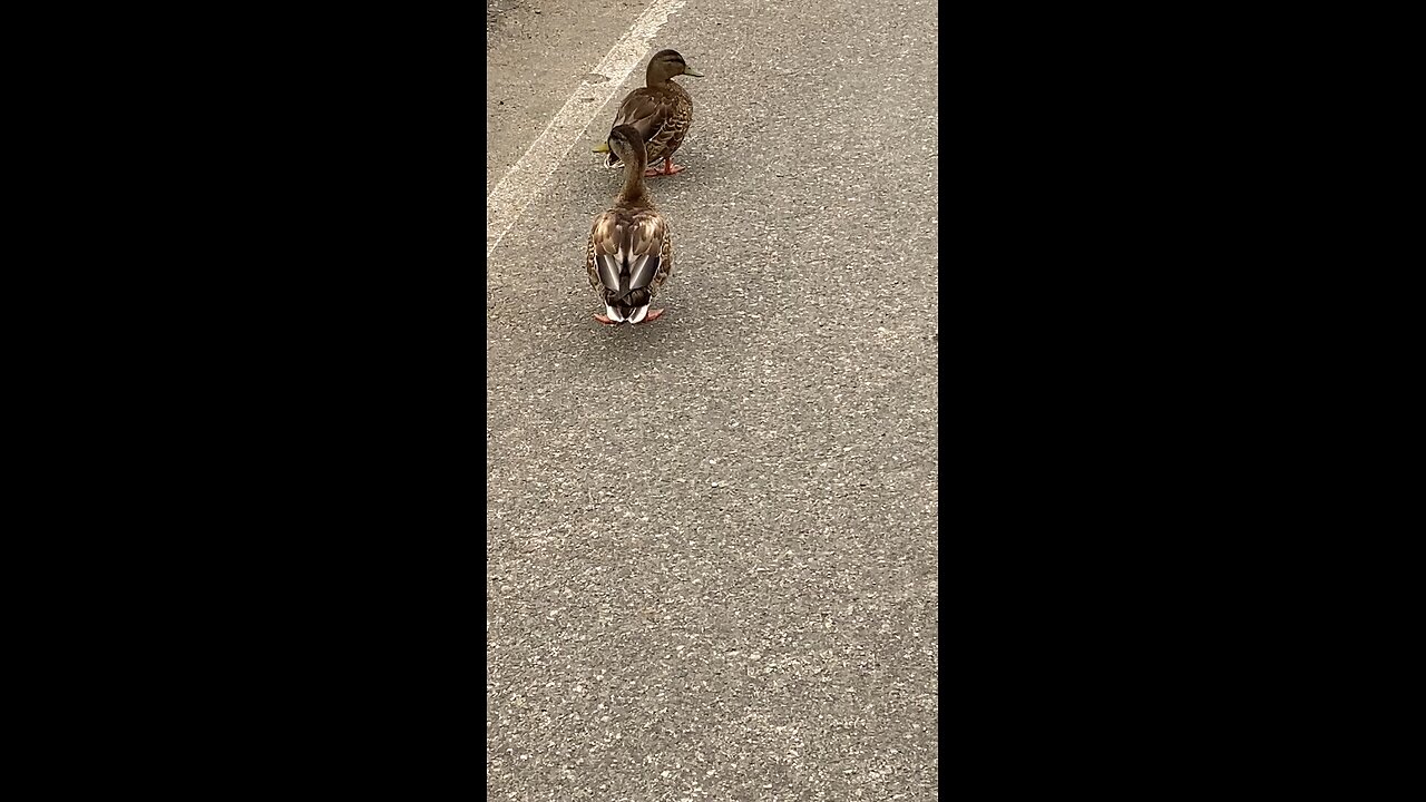 Mallard Ducks 🦆 #mallardducks #shorts #viral #trending #ducks #duck #followme