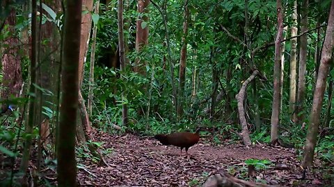 Solo Girl In Forest