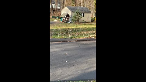 Fox Kits Playing