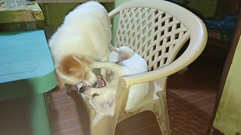 Naglalaro ang mag ina kong Aso