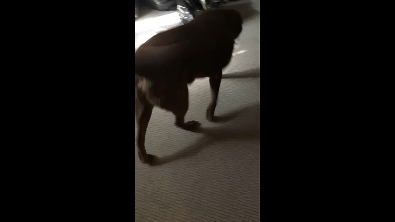 Thirsty Chocolate Lab