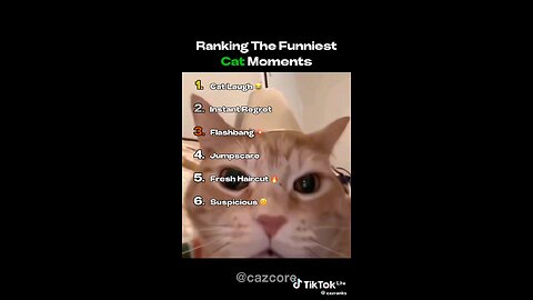 funny cat moments 😂