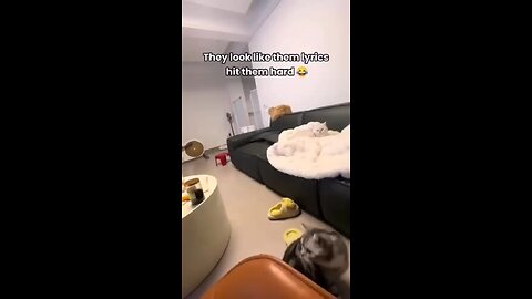 “Cat Watches Cat Sing on TV… and Has a Full-On Spiritual Awakening 😹📺”