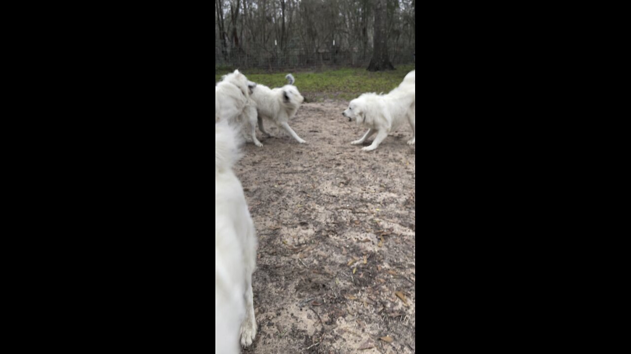 Quarter horse playing with Pyrenees