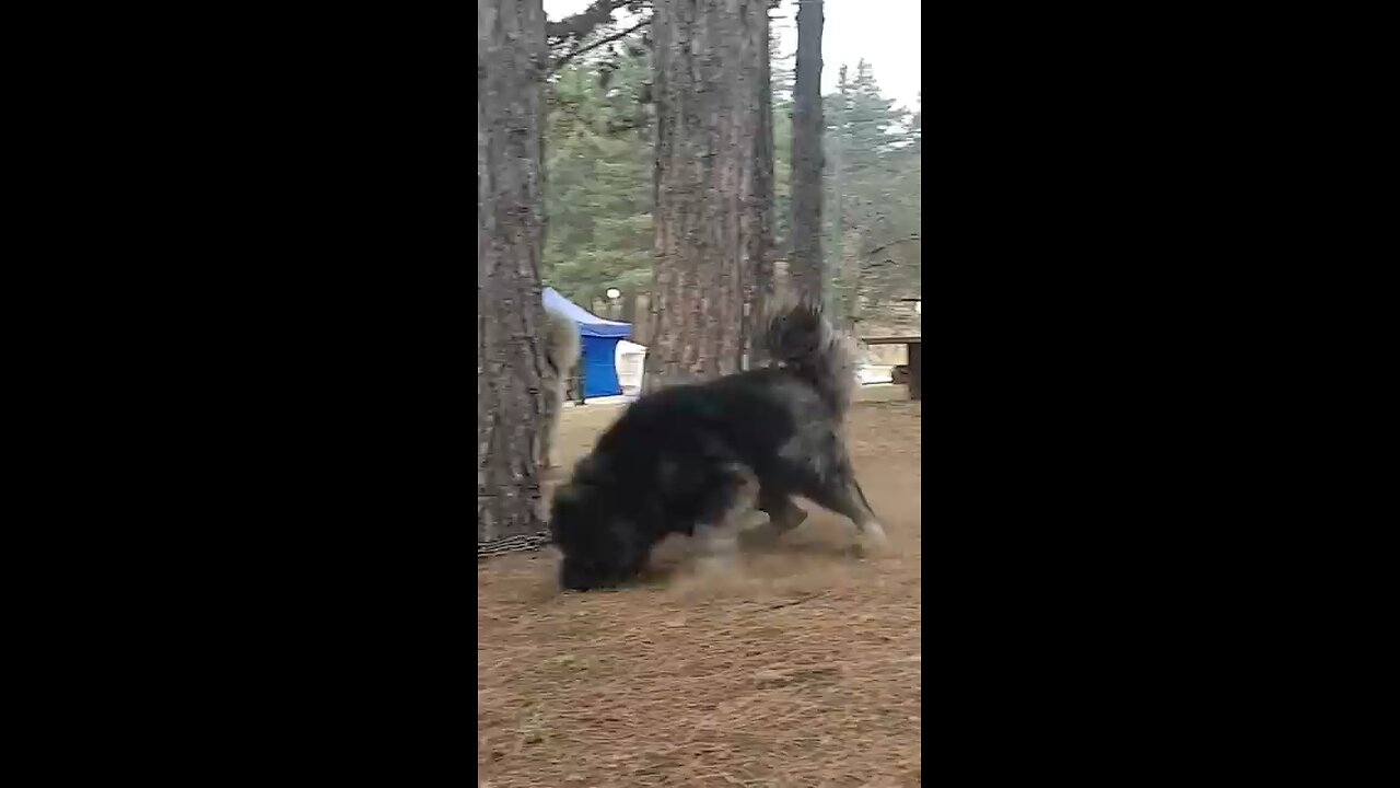 big dog