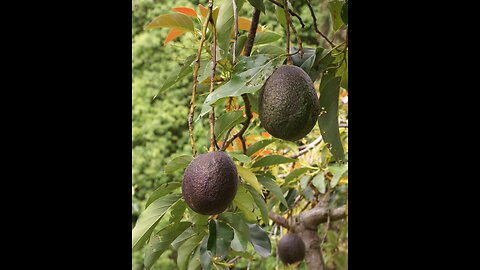 CARTEL AVOCADOS SERVED IN AMERICAN RESTAURANTS- CJN IS FRANCHISING