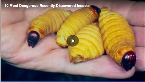 "Top 10 Most Dangerous Insects Discovered"