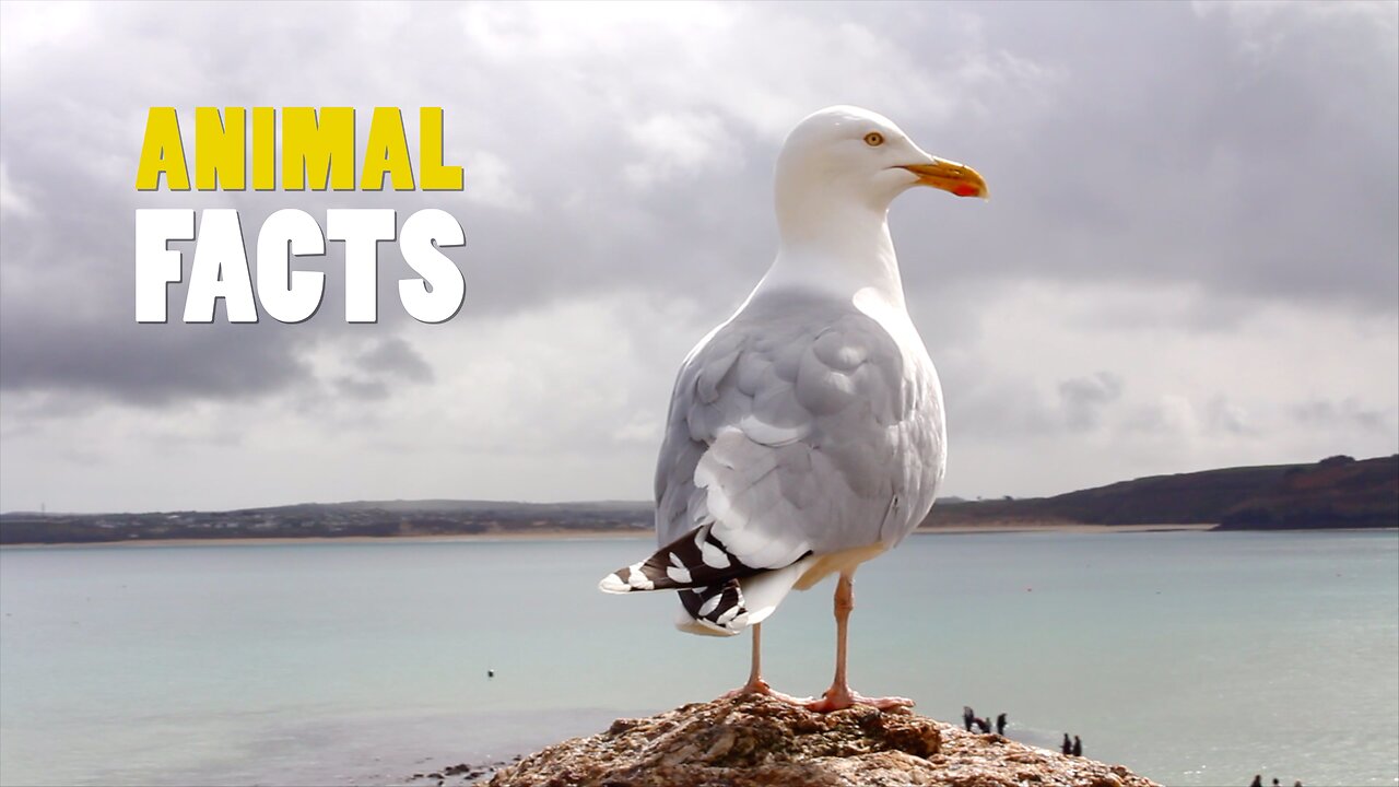 Seagulls | The Sky’s Noisy, Fearless Adventurers