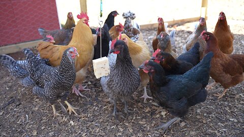 Trying to entertain my older chickens. 2 of 17 started laying.